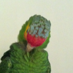 Tico, the male rainbow amazon.